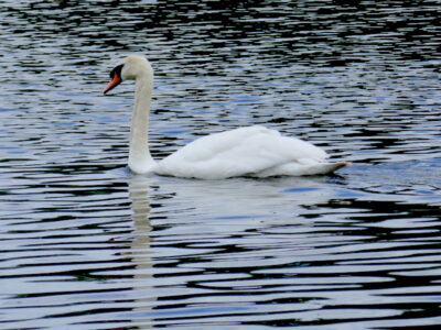 swan floating on the lake
